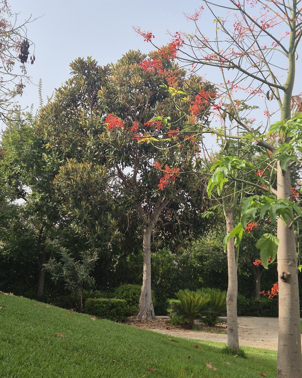 Árboles con flores rojas y una zona de césped en el Parque del Mar
