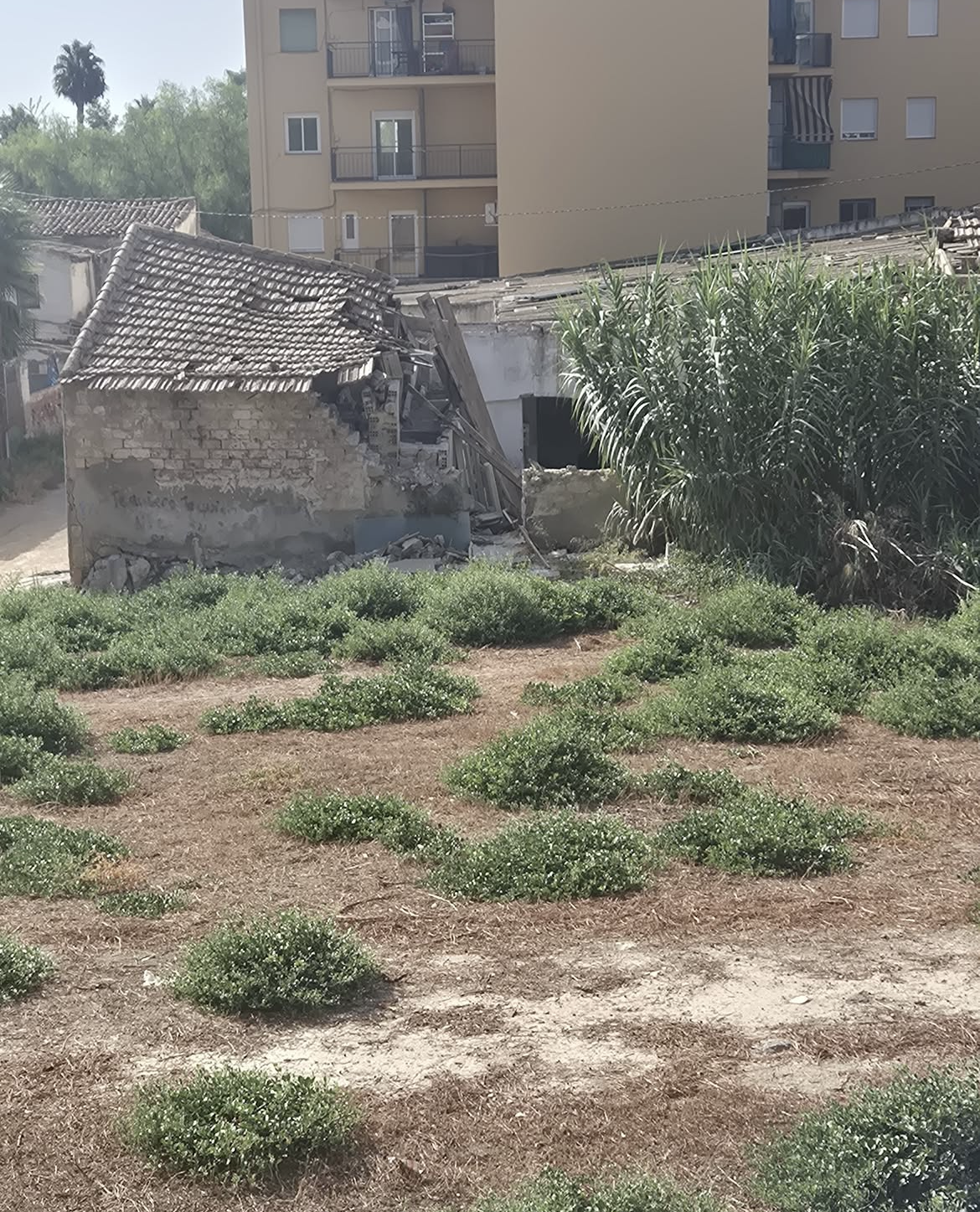 Edificaciones deterioradas y vegetación en un solar de Alicante